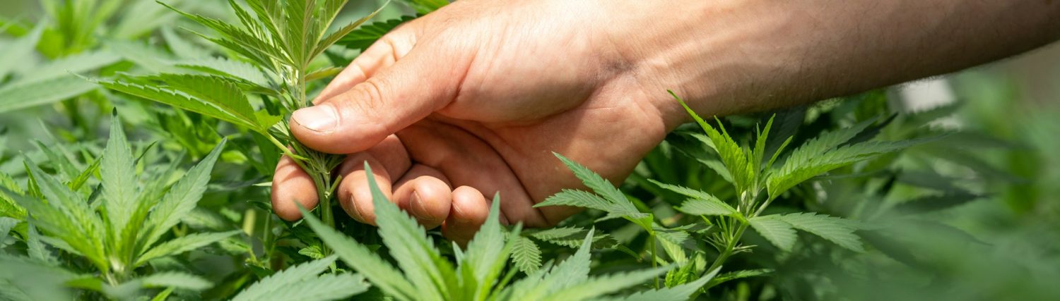 Trusted Cannabis Products Store in EU