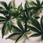 Cannabis Delivery in Stockholm img-1263.jpg