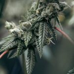 Buy Weed Brussels img-1265.jpg