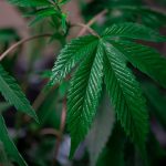 Murcia Cannabis Delivery: Reliable, Discreet, and Affordable img-130.jpg