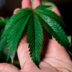 Porto Cannabis Shop: Your Premier Destination for Marijuana, Hemp, and CBD img-144.jpg