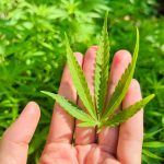 Buying Cannabis in Lisbon: A Comprehensive Guide img-1751.jpg