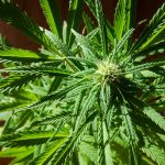 Malmo Cannabis Shop img-1767.jpg