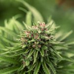 Cannabis Delivery Latvia img-2013.jpg