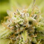 Buying THC‑Rich Marijuana in France: Legal Status and How to Order img-2034.jpg