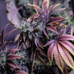Cannabis Market Poland: A Comprehensive Guide to Buying Weed Safely img-2049.jpg