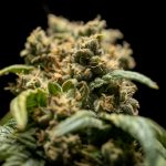 Why Riga Is a Growing Hub for Cannabis Enthusiasts img-2062.jpg