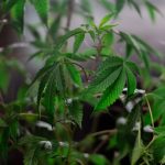 Welcome to the premier destination for cannabis, marijuana, hemp, THC, and weed in Košice img-207.jpg