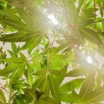 Bergen THC Vape Shop: High‑Quality Cartridges, Oils, and Accessories img-2098.jpg