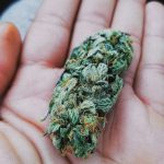 Welcome to the premier cannabis shop in Debrecen – your one‑stop destination for high‑quality cannabis‚ marijuana‚ hemp‚ THC‚ and weed products across the EU img-2129.jpg