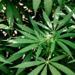 Looking for a high‑quality THC vape in the heart of Bavaria? img-2151.jpg
