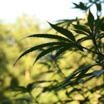 Buying a THC Vape in Manchester: A Comprehensive Guide img-2189.jpg