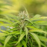Bielefeld cannabis shop img-2200.jpg