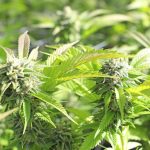 Portugal has become one of the most welcoming destinations for cannabis enthusiasts in Europe img-222.jpg