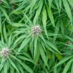 Online Cannabis Shop Europe: Legal, Affordable, and Secure Delivery img-2223.jpg