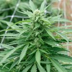 420 Shop Cyprus: Your Premier Destination for Cannabis Products img-2233.jpg