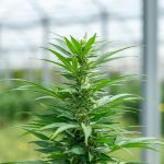 Dublin Cannabis Delivery Service img-2245.jpg