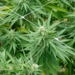 Buy THC Rich Cannabis Online in Debrecen img-2249.jpg