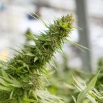 Looking to buy weed Cyprus or explore the vibrant Cyprus cannabis market? img-2254.jpg