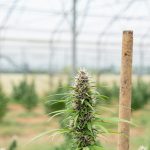 Online cannabis shop Bordeaux img-2256.jpg