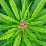 THC Vape in San Marino: Legal Guide and Online Store img-2276.jpg