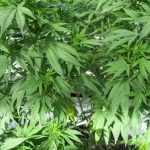 THC Vape Service in Wuppertal: Legal, Safe, and Affordable img-2283.jpg