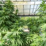 Porto Cannabis Dispensary: Your Ultimate Guide to Marijuana, CBD, and Hemp Products img-2286.jpg