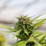 Lithuanian THC Vape Shop – Buy Cannabis Vape Online 2024 img-2289.jpg
