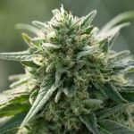 San Marino: A Cannabis Destination in Europe img-2337.jpg