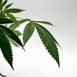Piza Cannabis Store img-2354.jpg