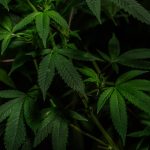 Cordoba Weed Shop: Your Guide to Buying Cannabis, Marijuana, Hemp, and THC Products img-2367.jpg