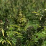 How to Buy Cannabis in Malta: The Definitive Guide img-2404.jpg