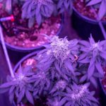 Sofia Cannabis Delivery: Fast, Discreet, and Affordable img-2414.jpg