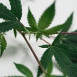 Weed Delivery Sheffield: Reliable, Affordable, and 100 Percent Compliant img-2423.jpg