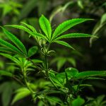 Montpellier Cannabis Shop: Premium Strains, Hemp, and Accessories img-2426.jpg