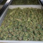 Welcome to the premier cannabis dispensary Hamburg img-2437.jpg