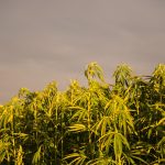 Looking to buy weed or marijuana in Murcia? img-2466.jpg