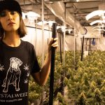Cannabis Delivery Aarhus img-2513.jpg