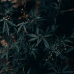 Buying Weed Online in Innsbruck: A Comprehensive Guide img-2600.jpg
