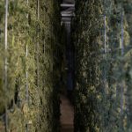 Marijuana Delivery Bratislava Fast Reliable and Discreet img-2670.jpg