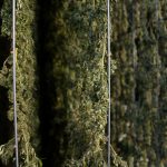 Milan Cannabis Market Guide: Buying Cannabis, Marijuana, Hemp, THC, and Weed in Milan img-2671.jpg