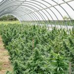 Glasgow Cannabis Delivery Service img-2674.jpg