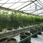 Legal THC Vape in Poland – What You Need to Know img-2701.jpg