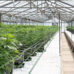 THC Weed in Plzen: Your Guide to Buying Cannabis in the Czech Republic img-2714.jpg