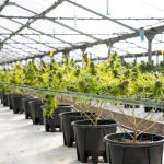 Piza 420 Shop Your Ultimate Guide to Cannabis in Europe img-2732.jpg