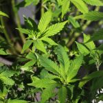 Szeged Cannabis Store: Premier Destination for Cannabis Enthusiasts img-2758.jpg