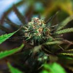 Welcome to the premier weed store in Ostrava img-2778.jpg