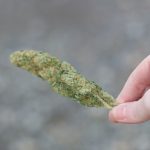 Bratislava Cannabis Shop Your One Stop Destination for THC Marijuana and Hemp img-2784.jpg
