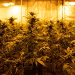 Welcome to the heart of Dortmund’s thriving cannabis scene img-2880.jpg