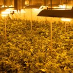 Welcome to the premier weed store in Stockholm img-2881.jpg